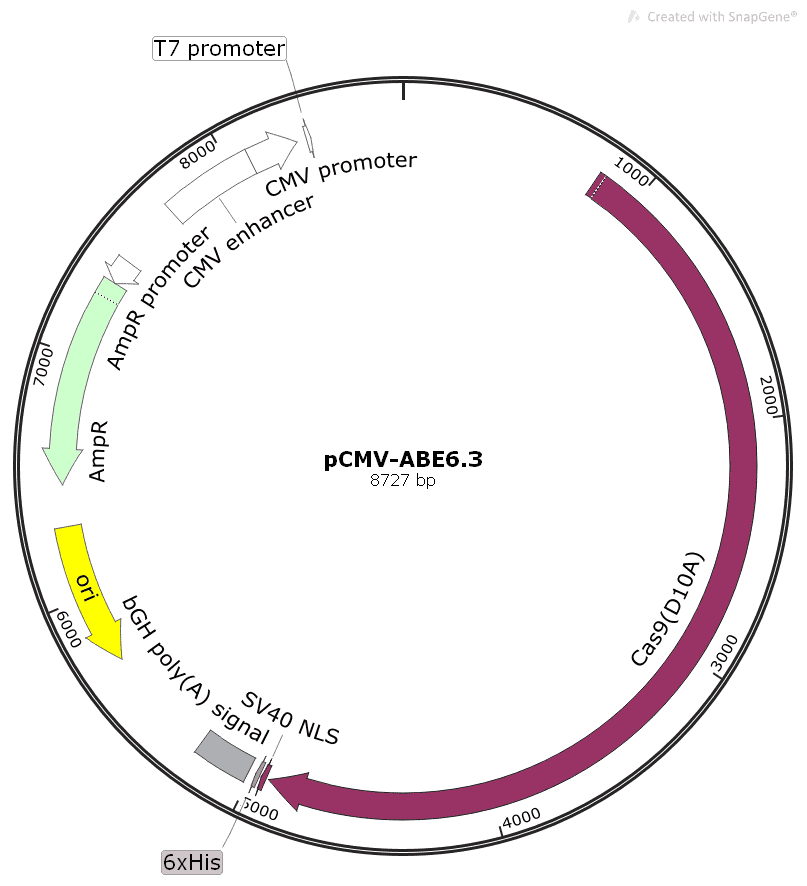 pCMV- ABE6.3